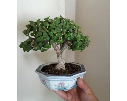 20 cm premium geglazuurde bonsaipot. Afmeting: L*20cm*20cm*10cm
