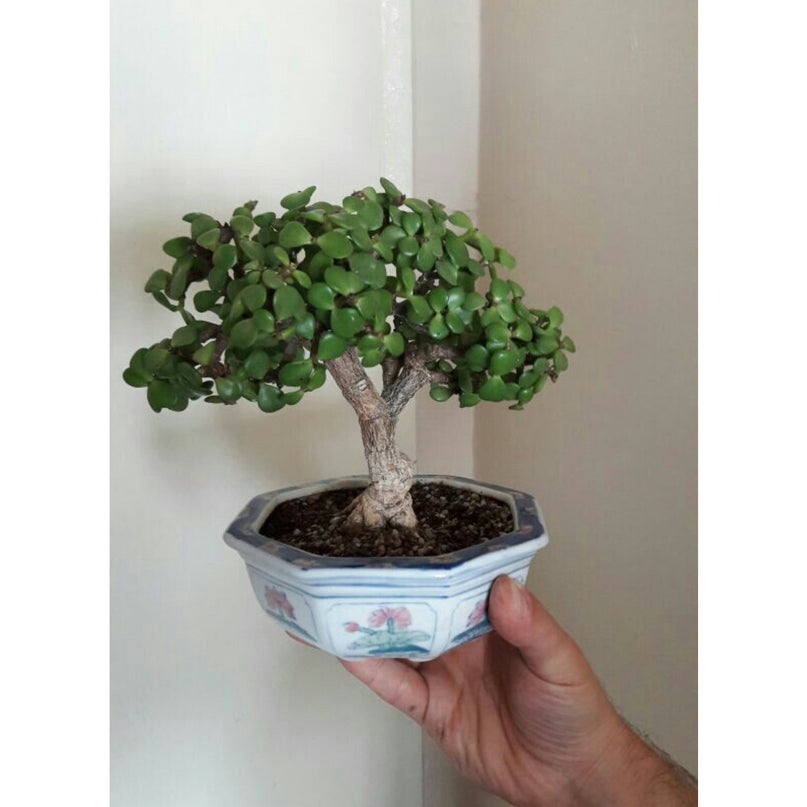 20 cm premium geglazuurde bonsaipot. Afmeting: L*20cm*20cm*10cm