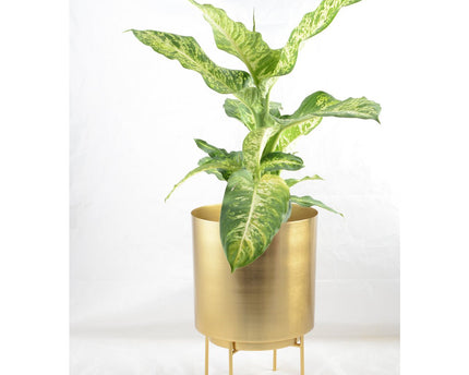 Gouden model gouden pot 25x25x35cm