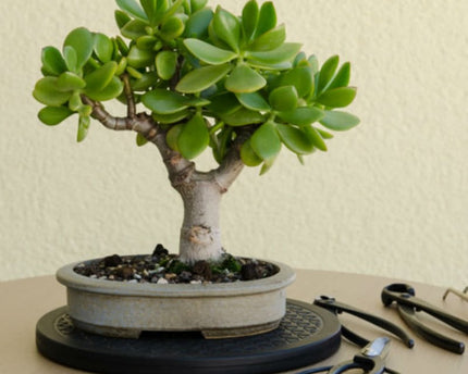 Premium geglazuurde bonsaipot van 24 cm