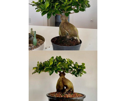 20 cm premium geglazuurde bonsaipot. Afmeting: L*20cm*20cm*10cm