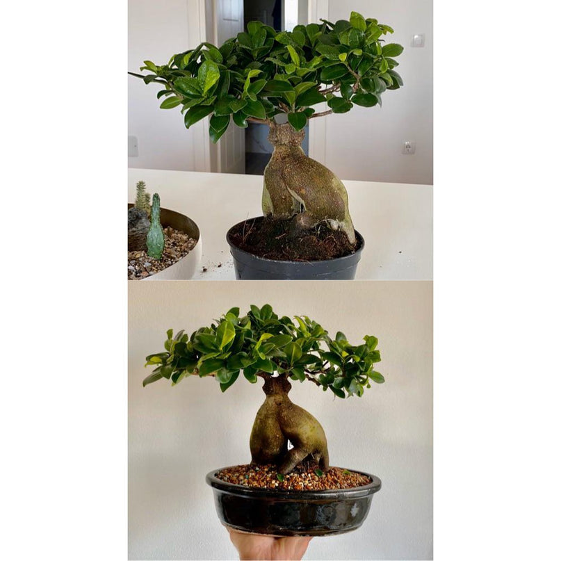 20 cm premium geglazuurde bonsaipot. Afmeting: L*20cm*20cm*10cm