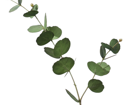 Decoratief bloemlichtgroen blad H73cm