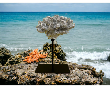 Coral collectie met metalen standaard ( champagnekleur)