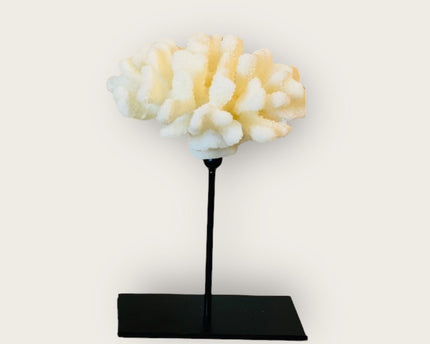 Koraalcollectie met metalen standaard - maat: H25cm B15cm D15cm