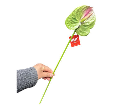 Anthurium Green & Pink    | Zijden kunstbloem | Lengte 62 1pcs