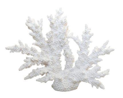 Decoratief wit koraal 34x13x27cm