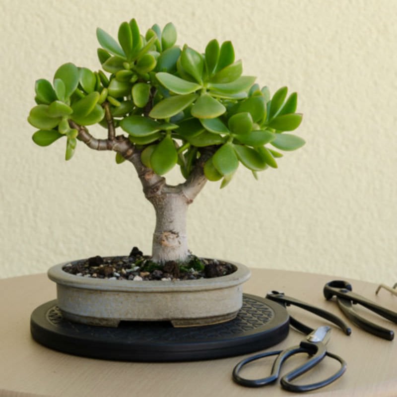 20 cm premium geglazuurde bonsaipot. Afmeting: L*20cm*20cm*10cm